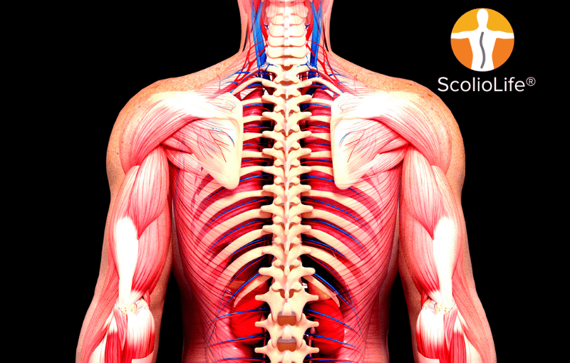 Muscles in Stabilization of the Spine In Scoliosis Rehabilitation
